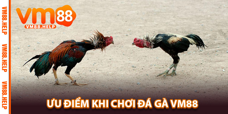 Ưu Điểm Khi Chơi Đá Gà VM88
